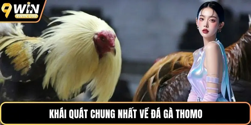 Khái quát chung nhất về đá gà Thomo