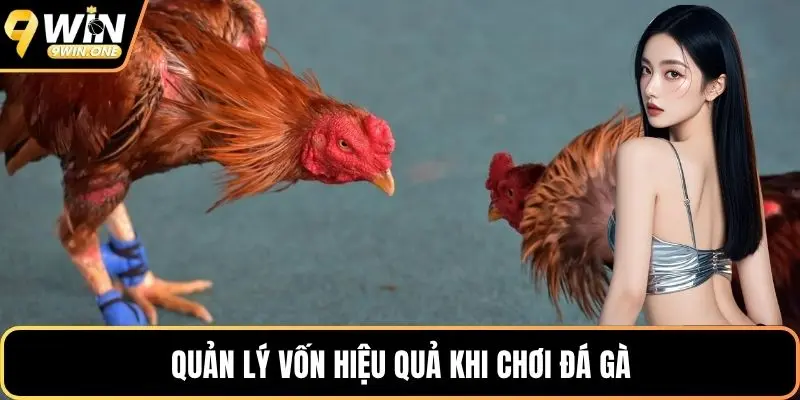 Quản lý vốn hiệu quả khi chơi đá gà